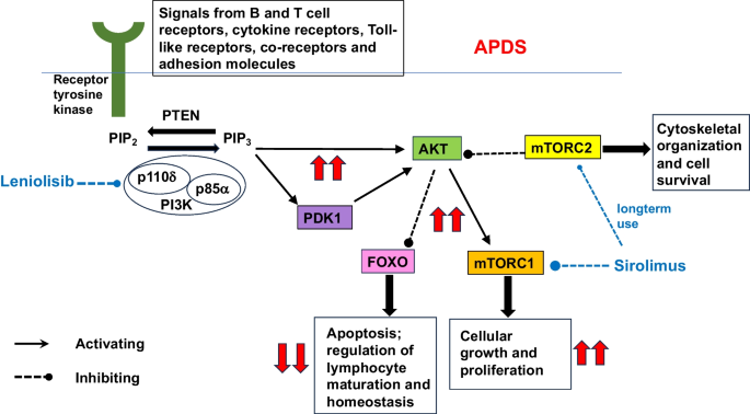 Activated Phosphoinositide 3-Kinase Delta Syndrome