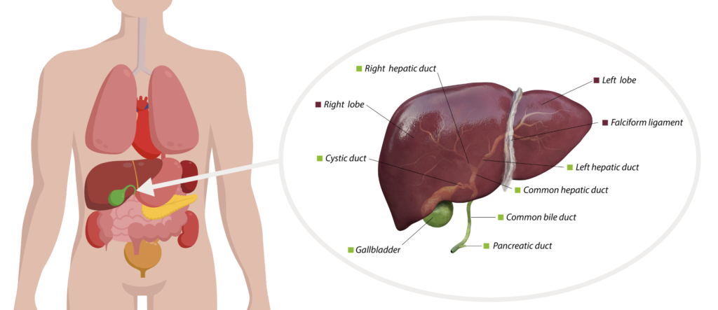 bacteroides liver abscess