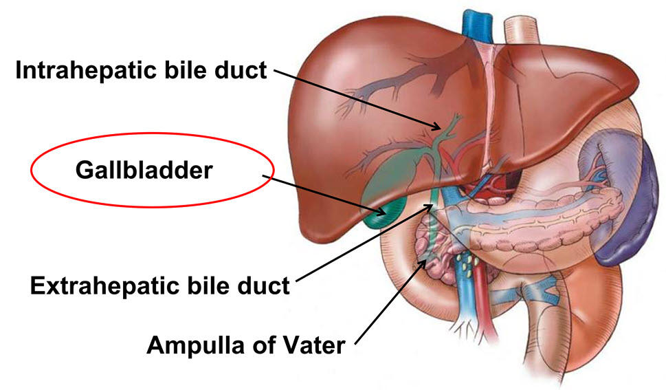 biliary tract malignancy