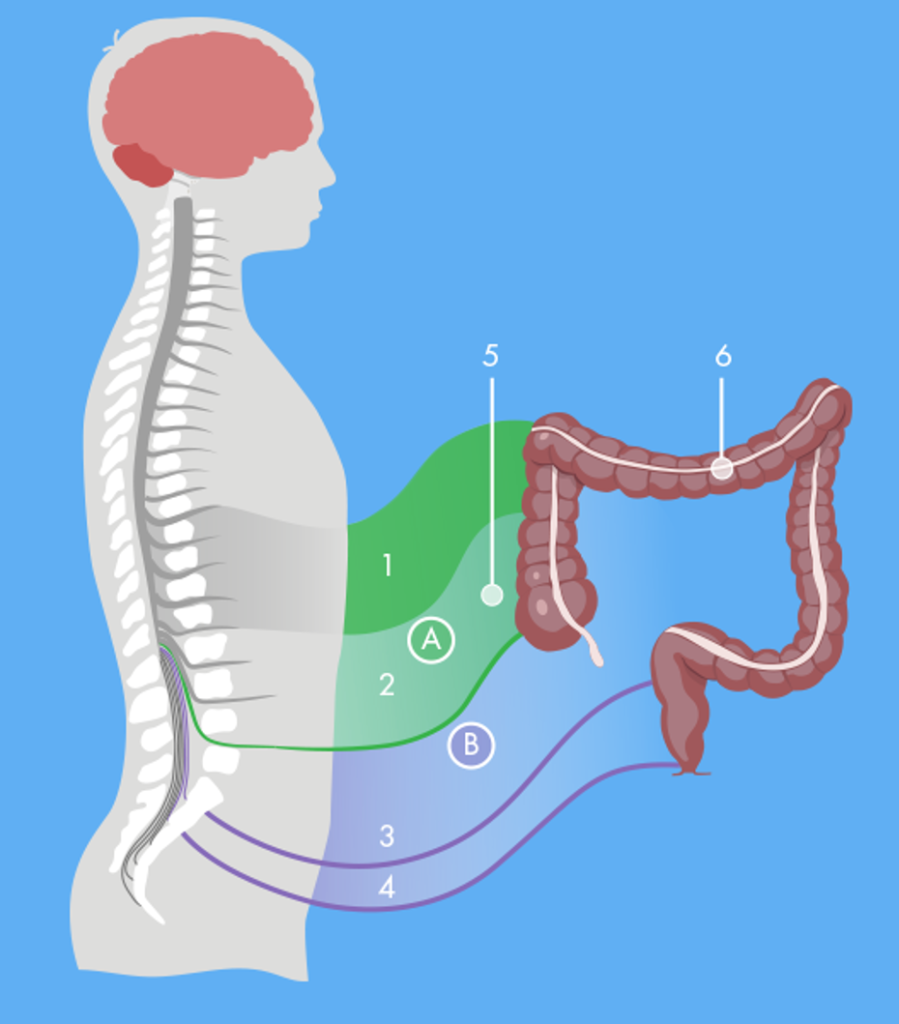 bowel evacuation