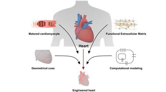 cardiac function studies