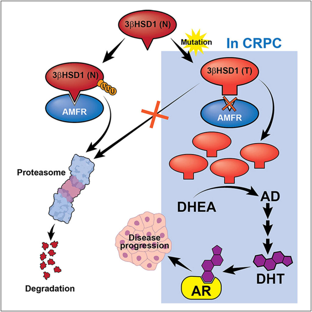 castration-resistant prostate cancer