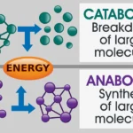 catabolic process