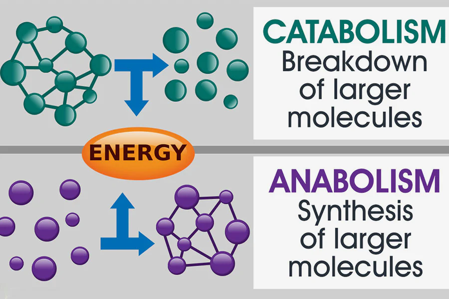 catabolic process