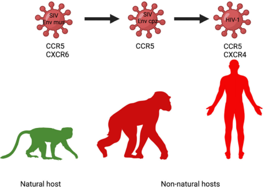 ccr5 tropic hiv infection