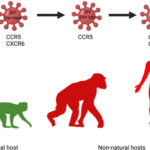 ccr5 tropic hiv infection