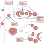 cd20 positive non-hodgkin's lymphoma