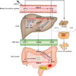 chemotherapy-induced diarrhea