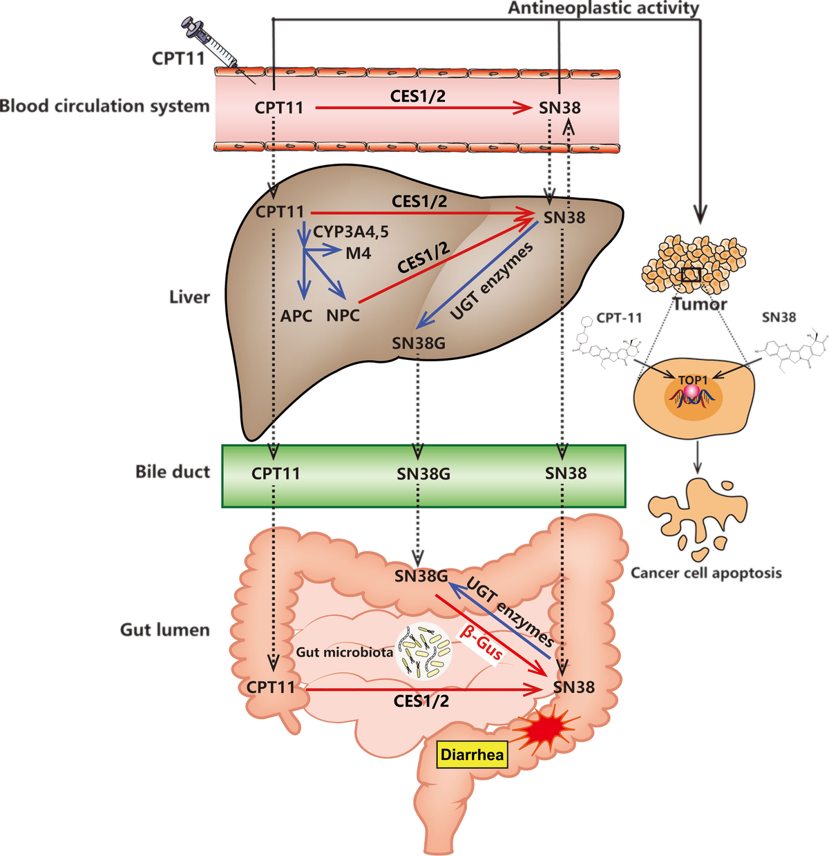 chemotherapy-induced diarrhea