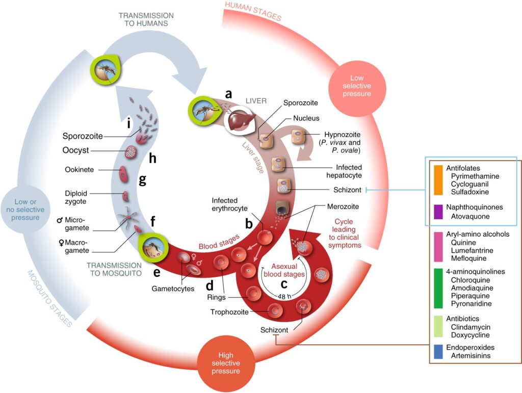 chloroquine-resistant plasmodium falciparum malaria