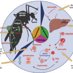 chloroquine-resistant plasmodium falciparum malaria prevention