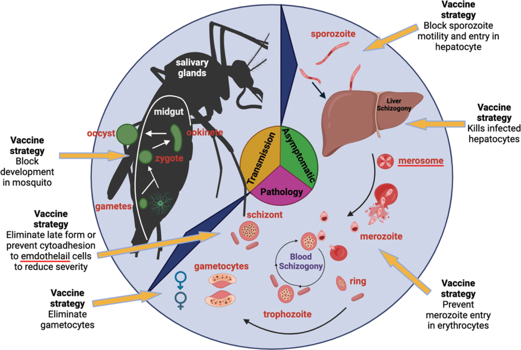 chloroquine-resistant plasmodium falciparum malaria prevention