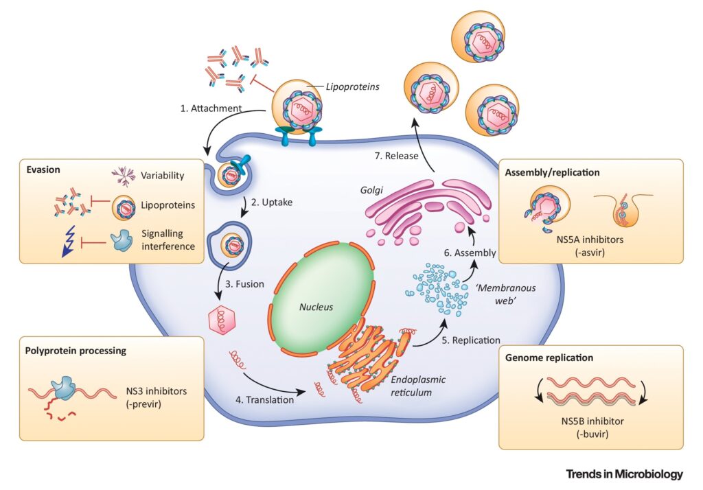 chronic hepatitis c - genotype 6