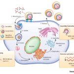 chronic hepatitis c - genotype 6