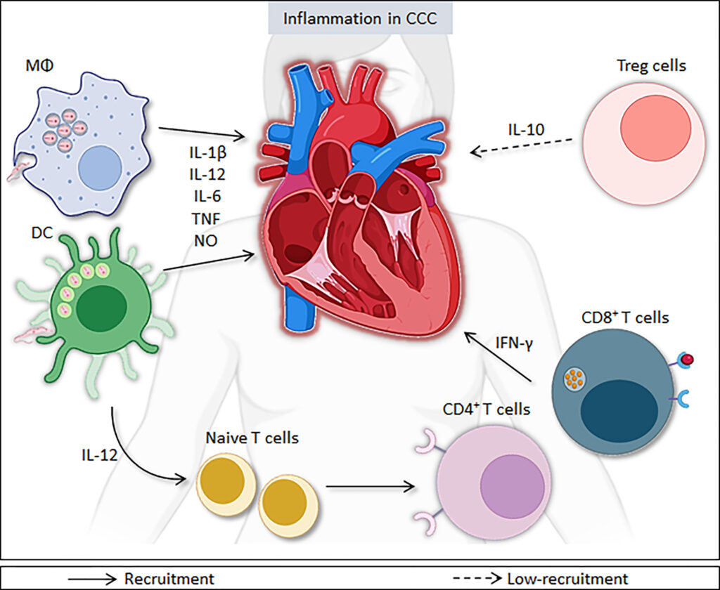 chronic indeterminate chagas disease