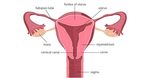 clostridium pelvic cellulitis