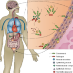 enterococcus urinary tract infection