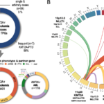 Acute Leukemia With Lysine Methyltransferase 2a Gene (Kmt2a) Translocation