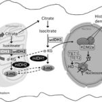 Acute Myeloid Leukemia with Isocitrate Dehydrogenase-1