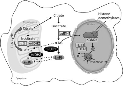 Acute Myeloid Leukemia with Isocitrate Dehydrogenase-1