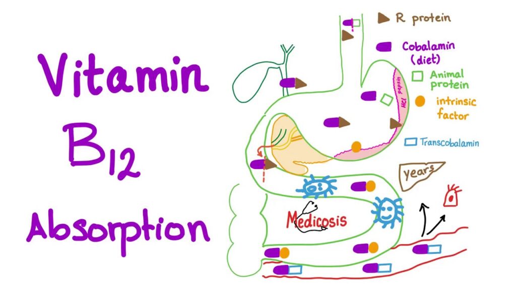 Vitamin B12 Absorption