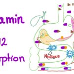 Vitamin B12 Absorption