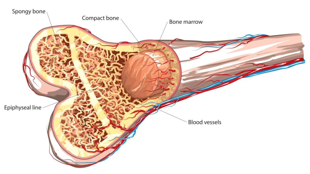 conditioning prior to allogeneic hematopoietic stem cell transplant