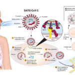 covid-19 post-exposure prophylaxis (eua)