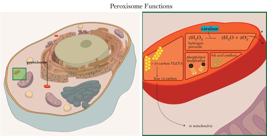 deficiency of bile acids due to peroxisomal disorder