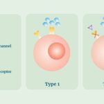 delay onset of stage 3 type 1 diabetes mellitus