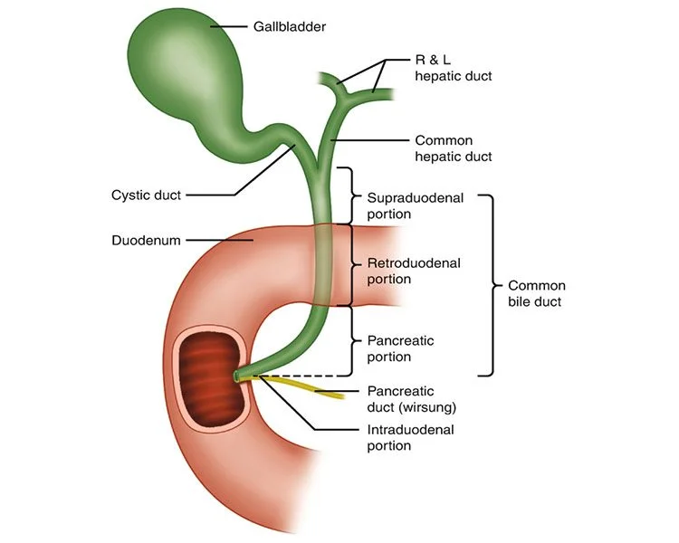 diagnostic aid for biliary tract