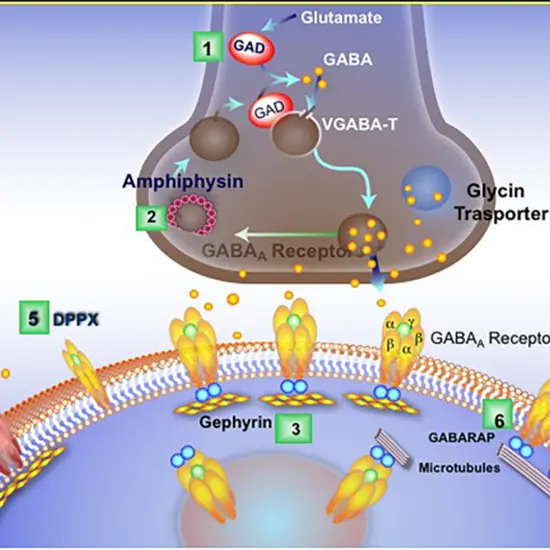 diagnostic test for gonadotropin deficiency