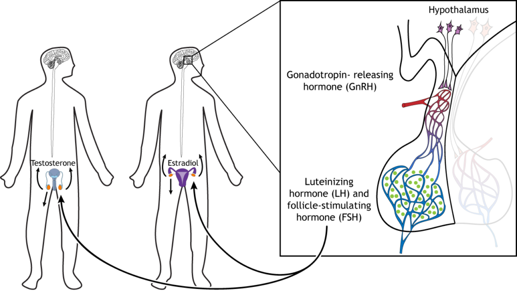 diagnostic test for hypothalamic pituitary gonadal axis