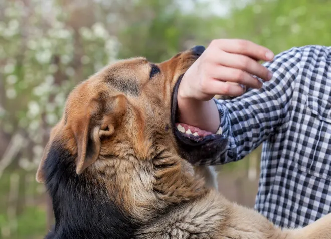 dog bite wound