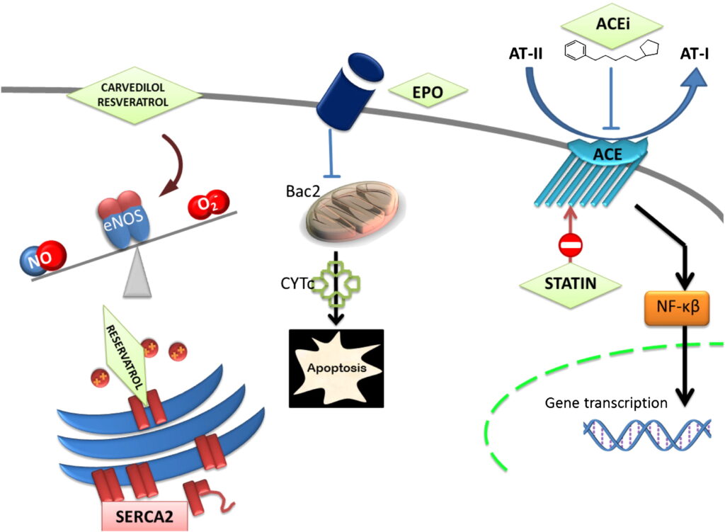 doxorubicin-induced cardiomyopathy