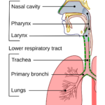 enterobacter cloacae bronchitis