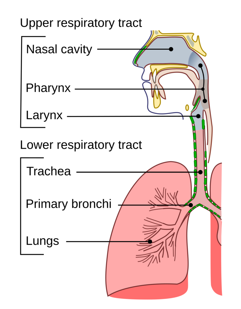 enterobacter cloacae bronchitis