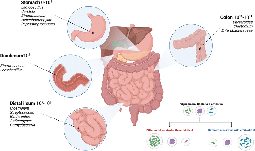 enterobacter peritonitis