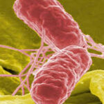 gastroenteritis due to salmonella