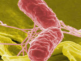 gastroenteritis due to salmonella