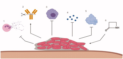 haemophilus influenzae chronic bronchitis