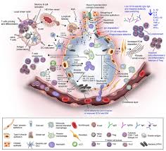 haemophilus parainfluenzae chronic bronchitis