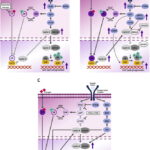 hormone receptor (hr)-positive, her2-negative advanced breast cancer