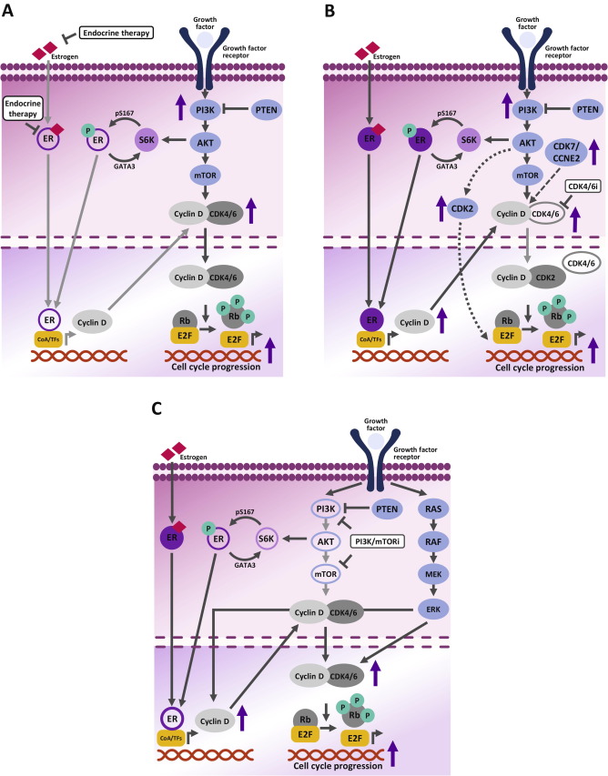 hormone receptor (hr)-positive, her2-negative advanced breast cancer