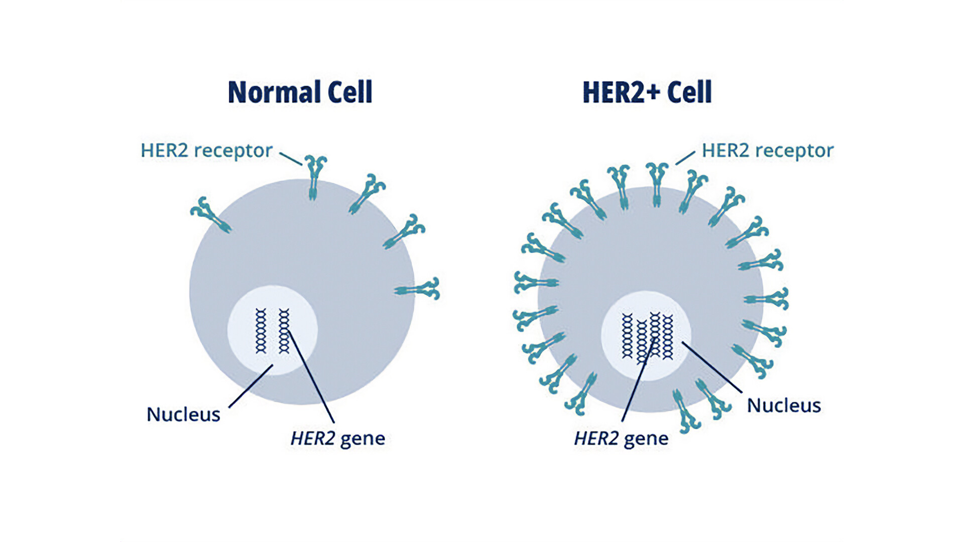 hormone receptor (hr)-positive, her2-negative advanced female breast cancer