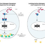 hormone receptor positive breast cancer