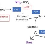 hyperammonemia