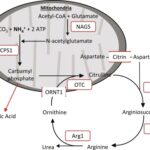 hyperammonemia associated with n-acetylglutamate synthase deficiency