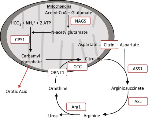 hyperammonemia associated with n-acetylglutamate synthase deficiency