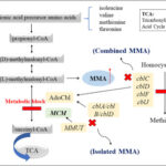 hyperammonemia due to methylmalonic acidemia